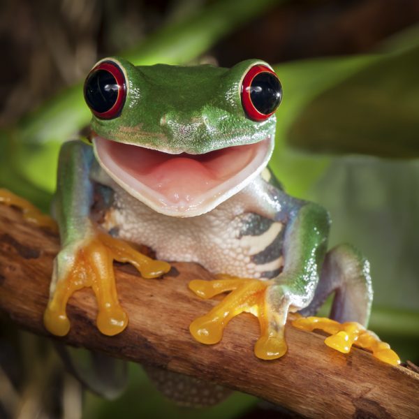 picture of a tree frog almost smiling
