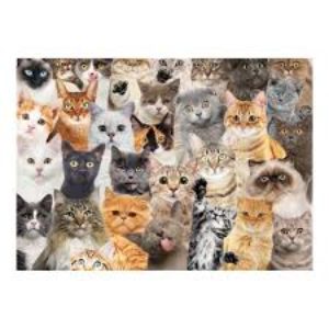 All the Cats puzzle picture